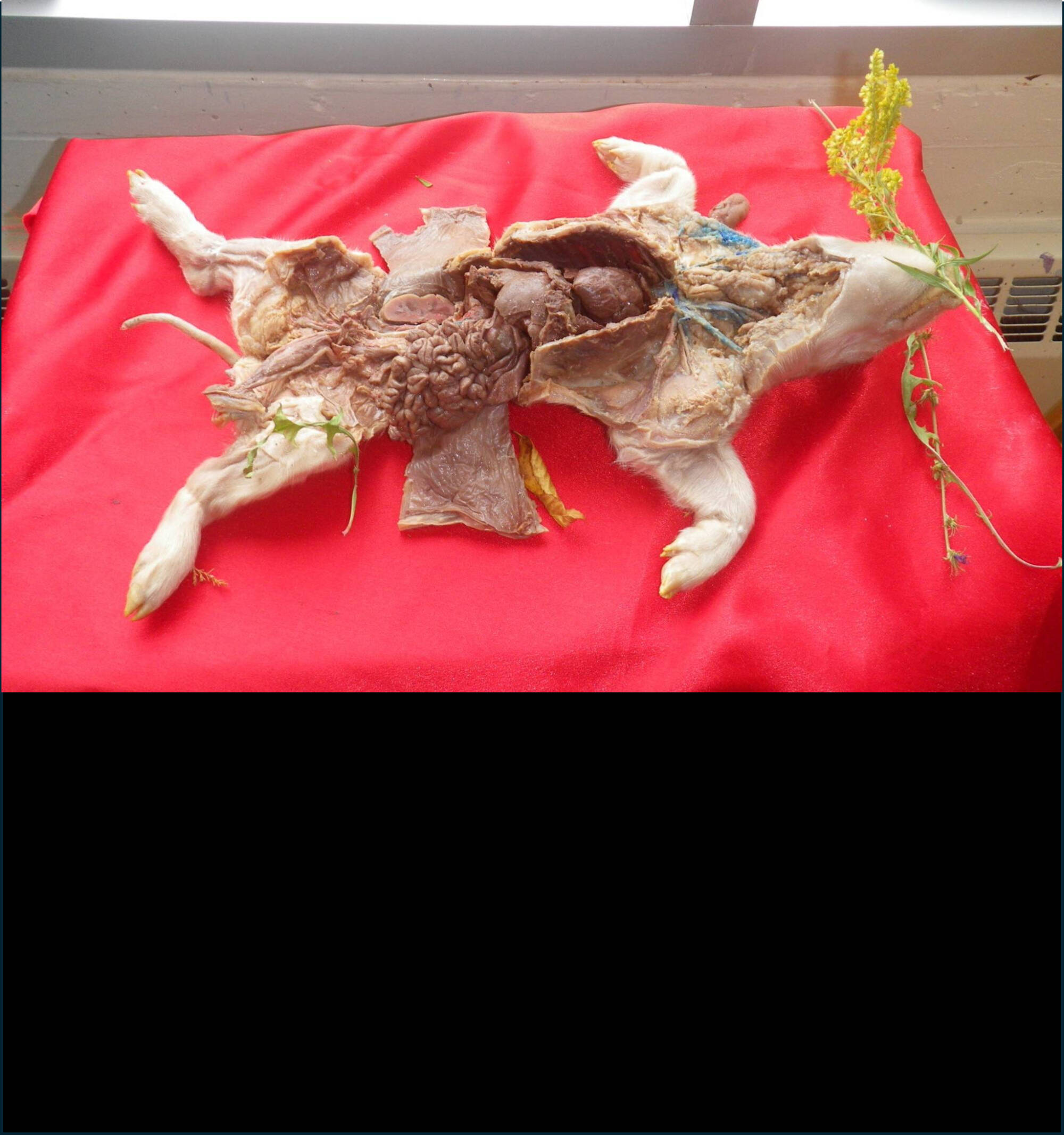 Laurens fetal pig in the Art Studio- some of our non-human plastinates are used as models for students in several ART courses